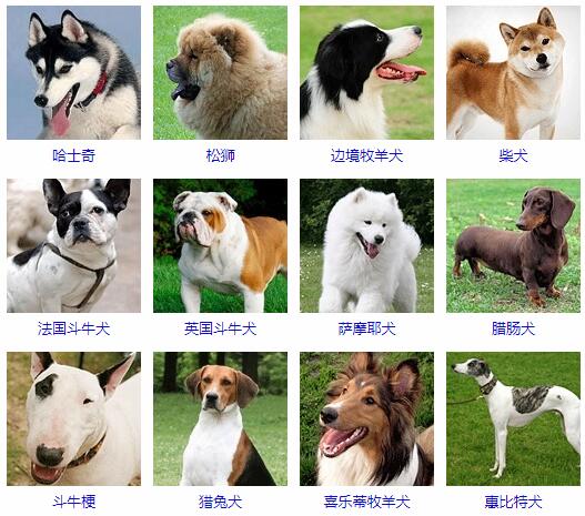 识别狗狗品种软件（动物第三方检测机构）